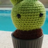 baby cactus
